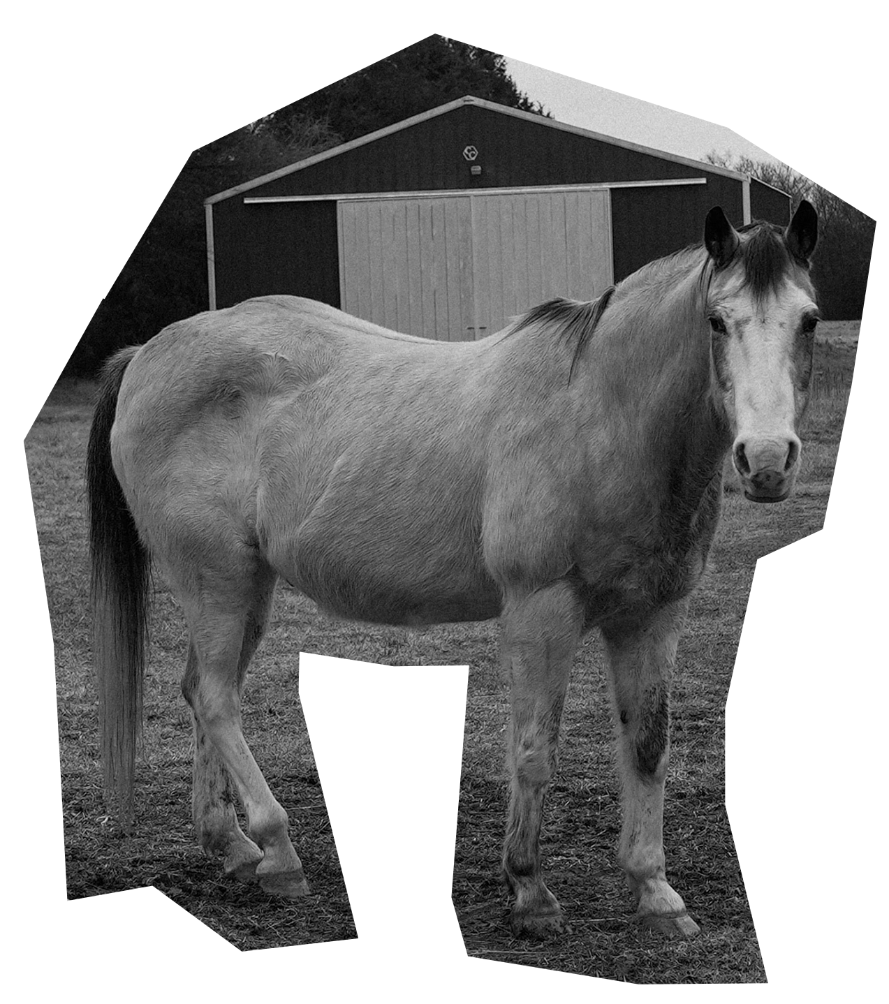 Hand-drawn horse and barn illustration